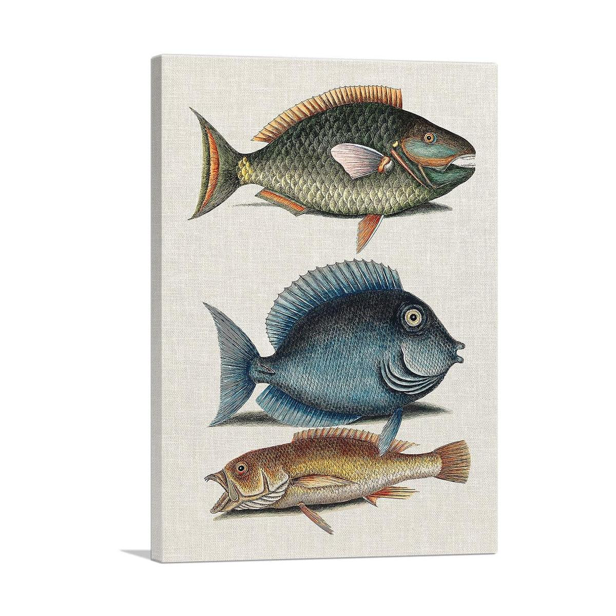 Parrot Fish Tang Fish and Yellow Fish